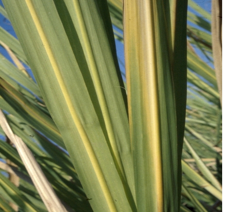  yellow midvein symptom in young leaves of sugarcane stalks