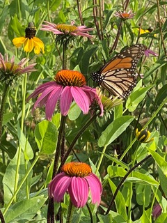 coneflowers with a butterfly