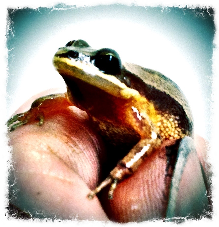 Photo: pseudacris frog