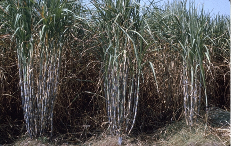 Sugarcane showing stunting
