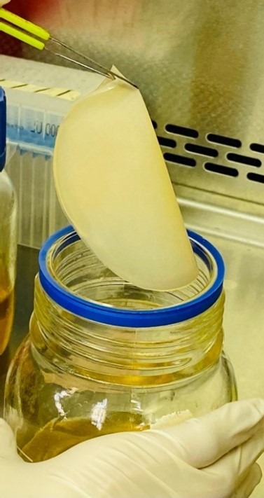 Harvesting bacterial cellulose pellicle after fermentation.