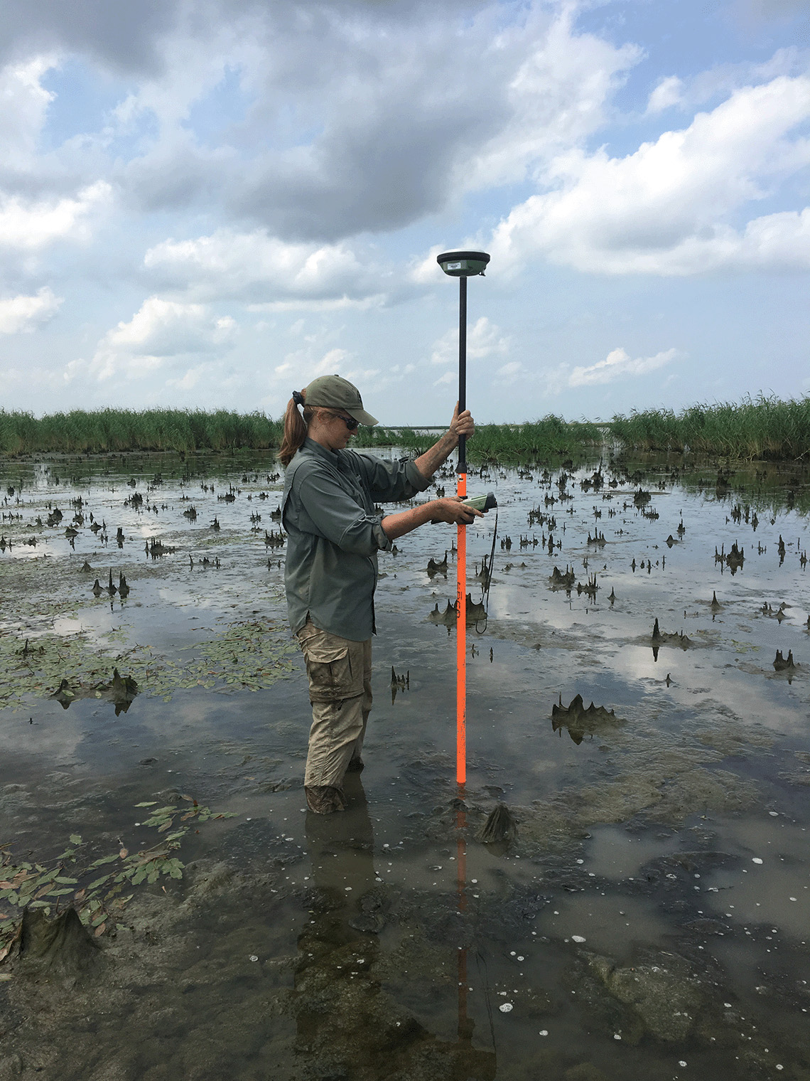 A scientist stands in a marsh with a pole, taking a measurement