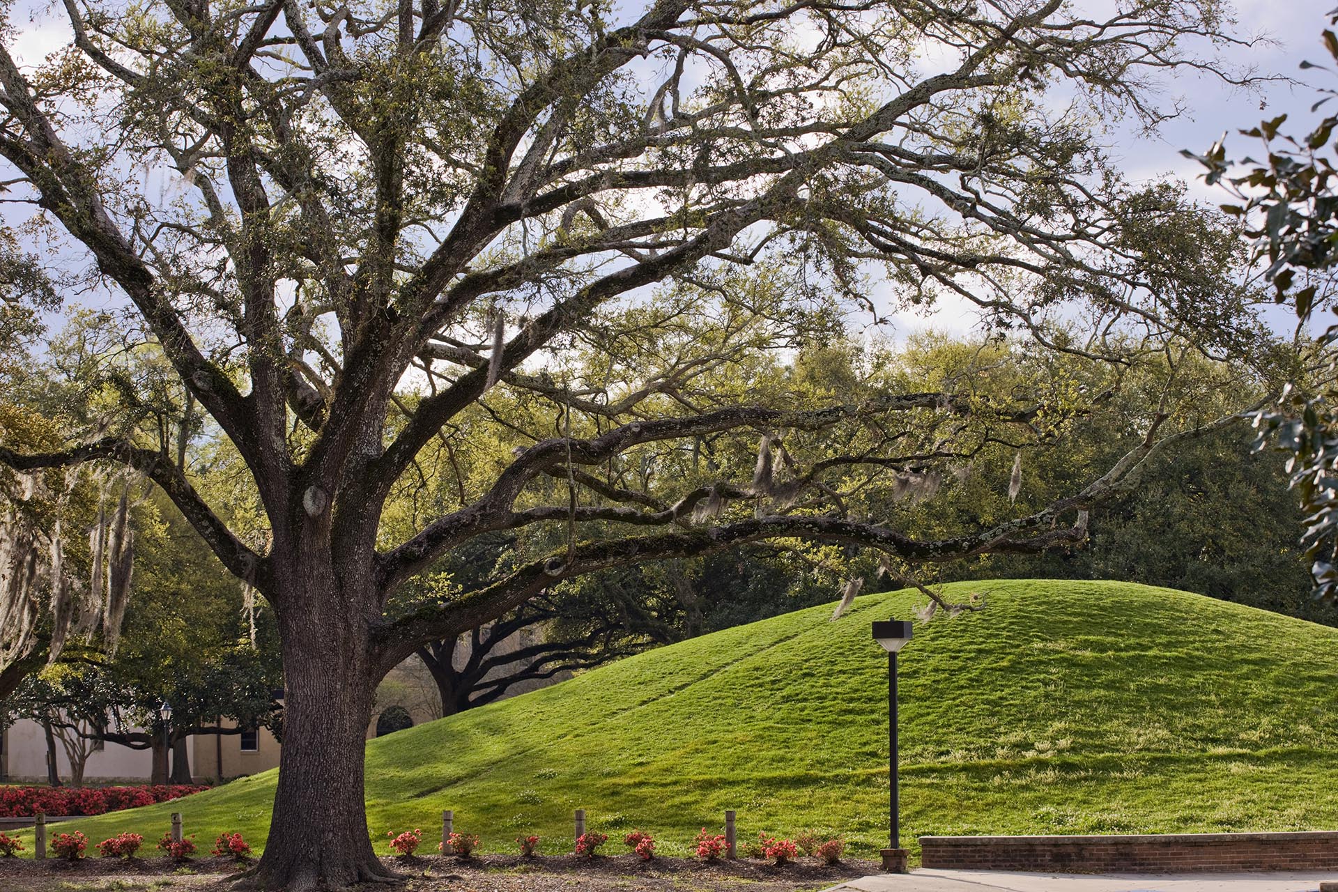 Image of LSU Campus Indian Mounds with oak tree in foreground.