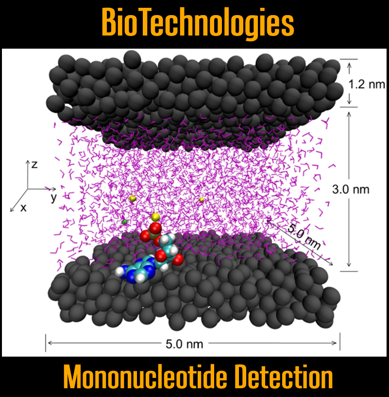 Non-equilibrium MD of mononucleotide transport in nanoslits