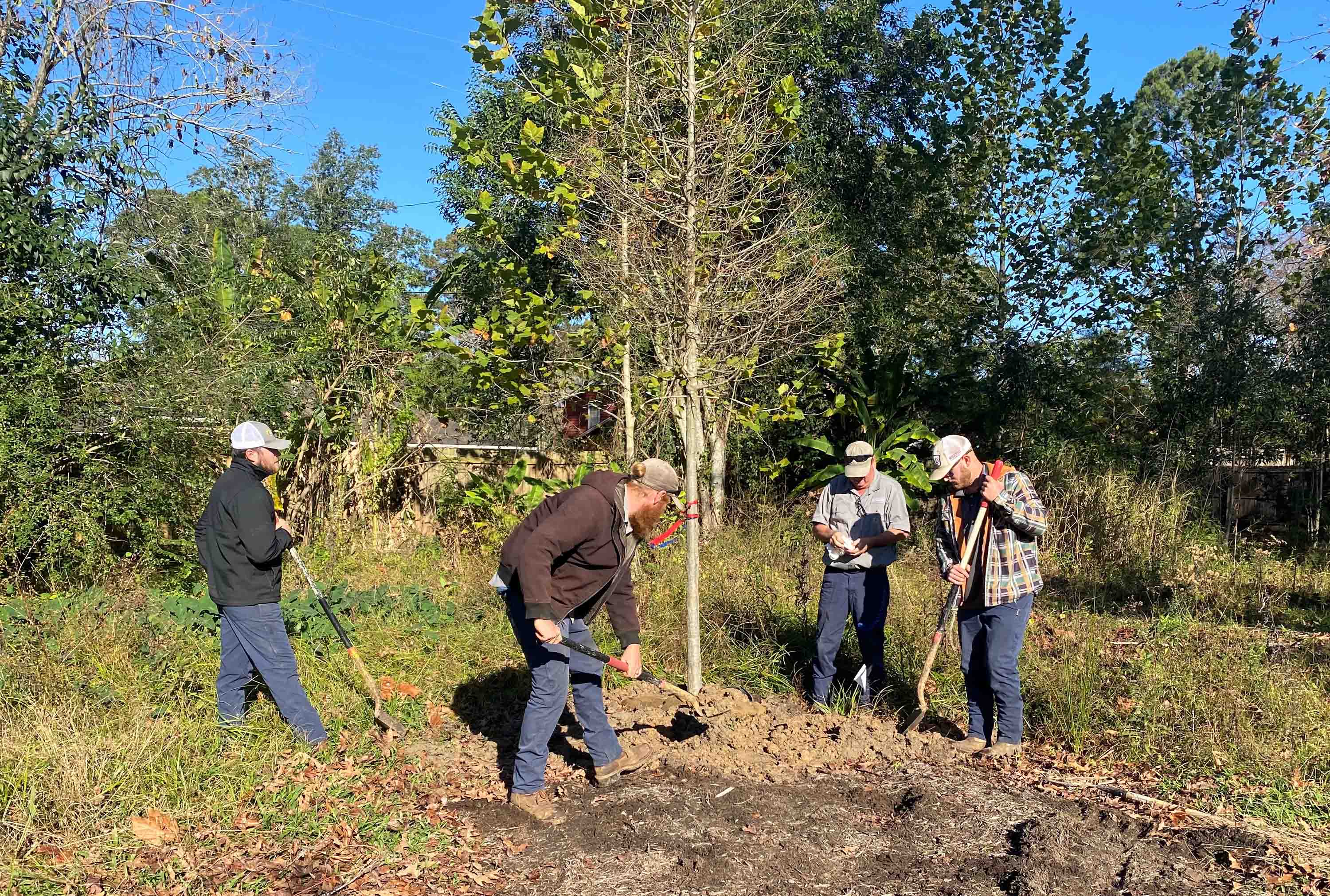 crew planting tree at hilltop