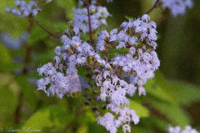 Blue Mist Flower, Ageratum