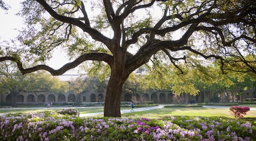 oak tree in the quadrangle