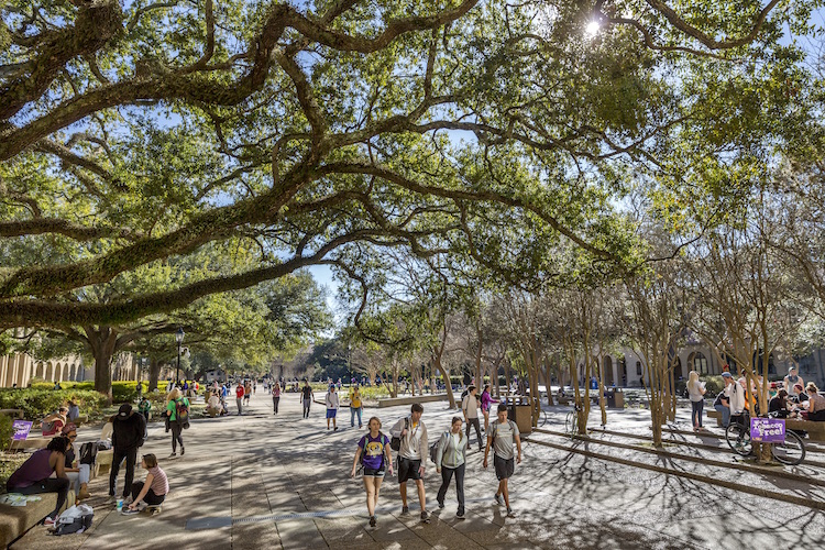 students walking under an oak tree