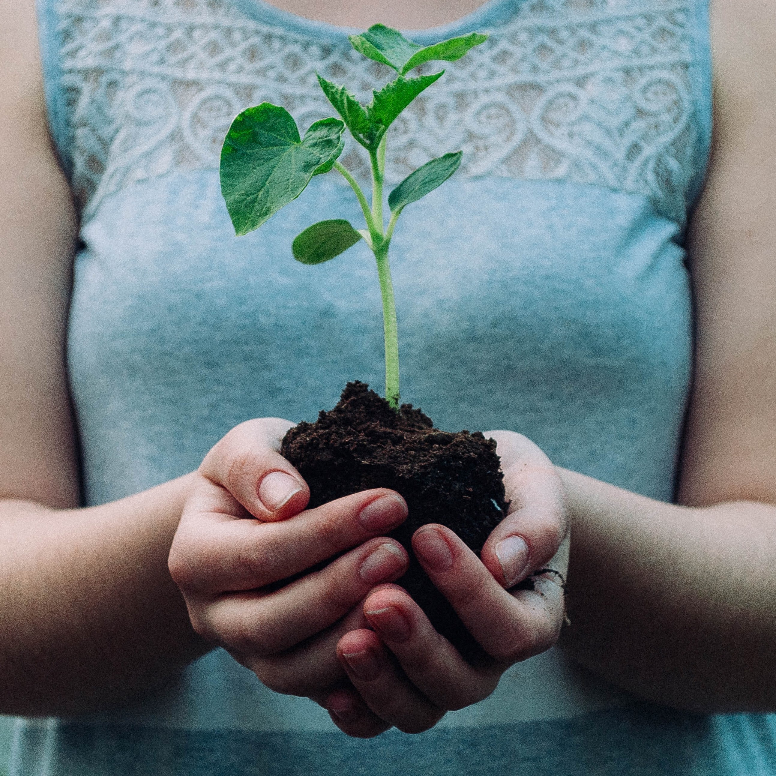 Person holding a plant