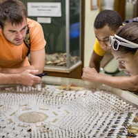 Students study insects.
