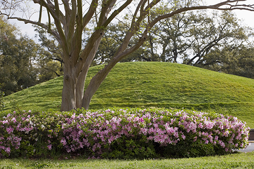 azalias in bloom by Native American mounds, or Indian mounds, on LSU campus