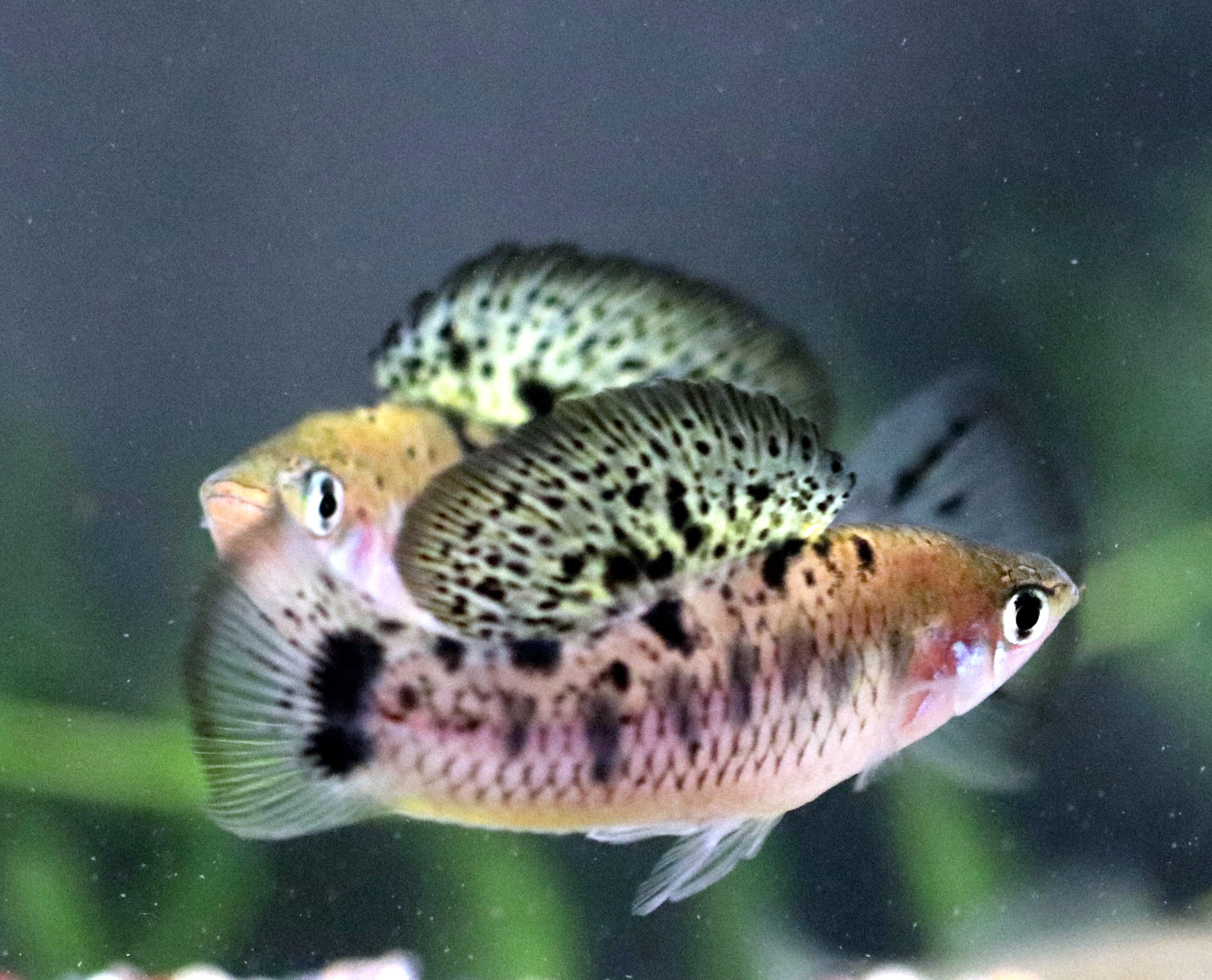Two male swordtail fish