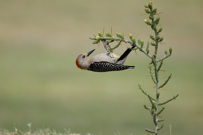 Knock Knock woodpecker on a branch