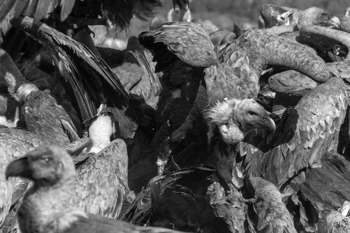 The Wake a flock of vultures on the ground