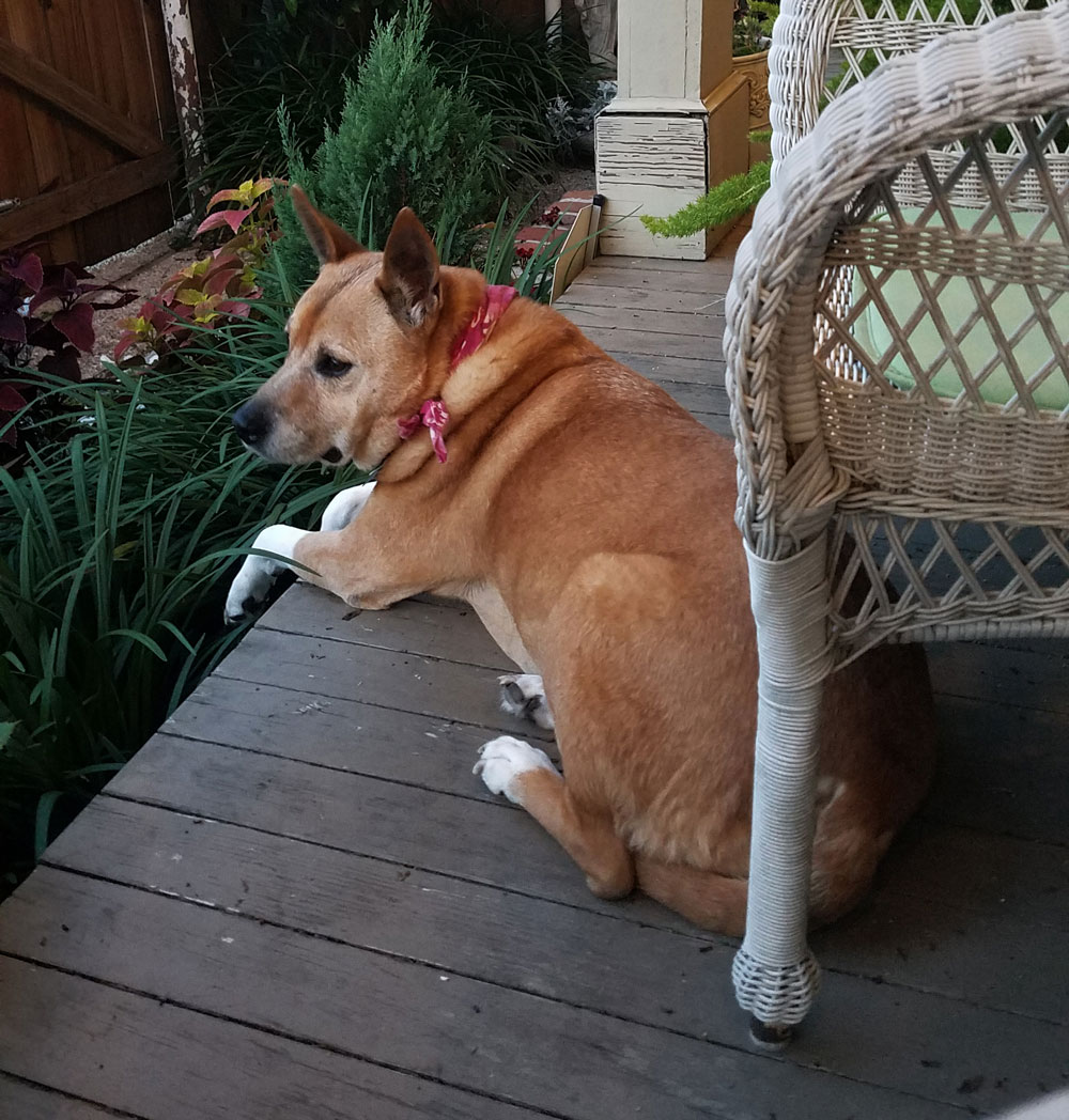 Yoshi on the front porch